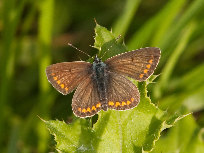 Polyommatus icarus Icarusblauwtje (vrouwtje) Common Blue